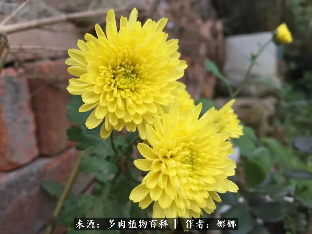 篱笆花开情常在，守你一生不变！