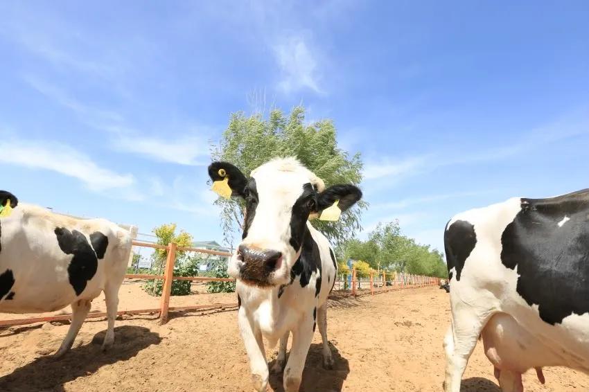 涓浗鍦g墽鍙戝睍瓒嬪娍濡備綍,鍦g墽甯傚満鍓嶆櫙濡備綍