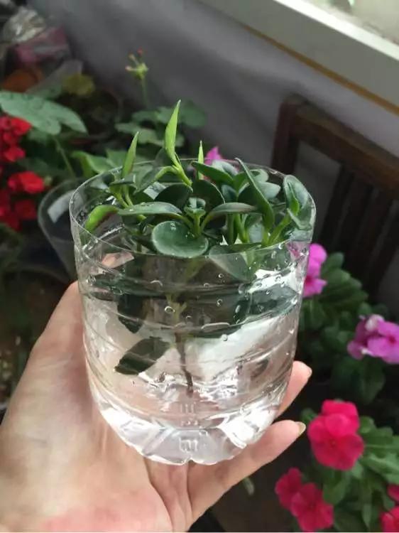 什么花最好养最耐阴,什么花最好种又耐阴