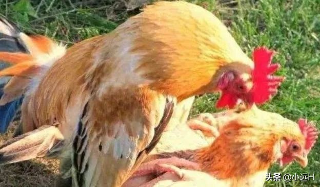 公鸡怎么让母鸡生育,公鸡是怎么让母鸡生蛋的
