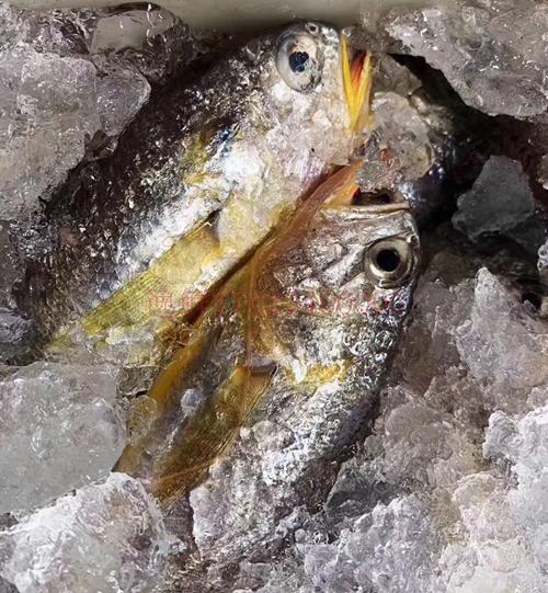 东海海鲜美食大全,家乡特色海鲜美食