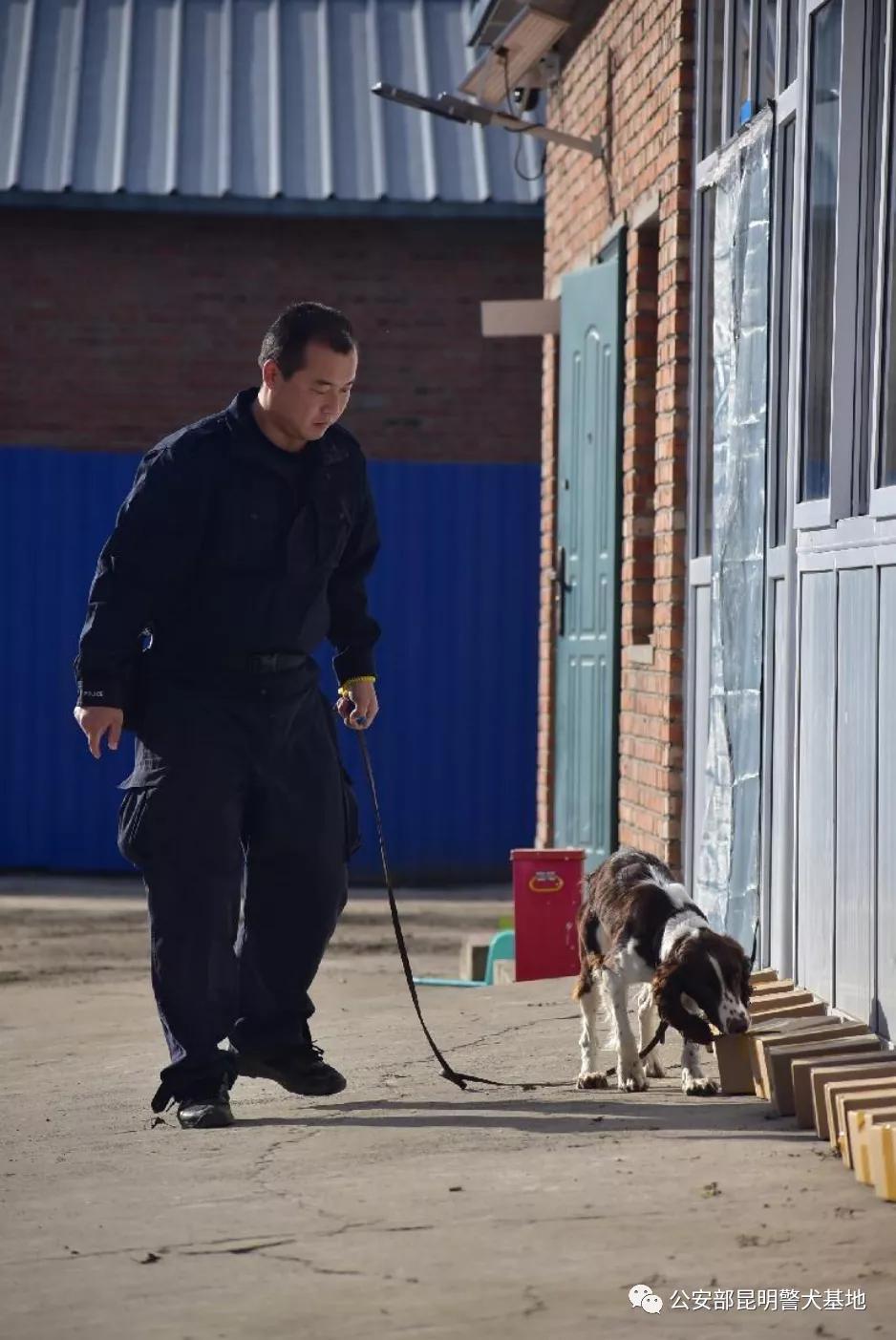 警犬金子,小警犬训练调皮视频