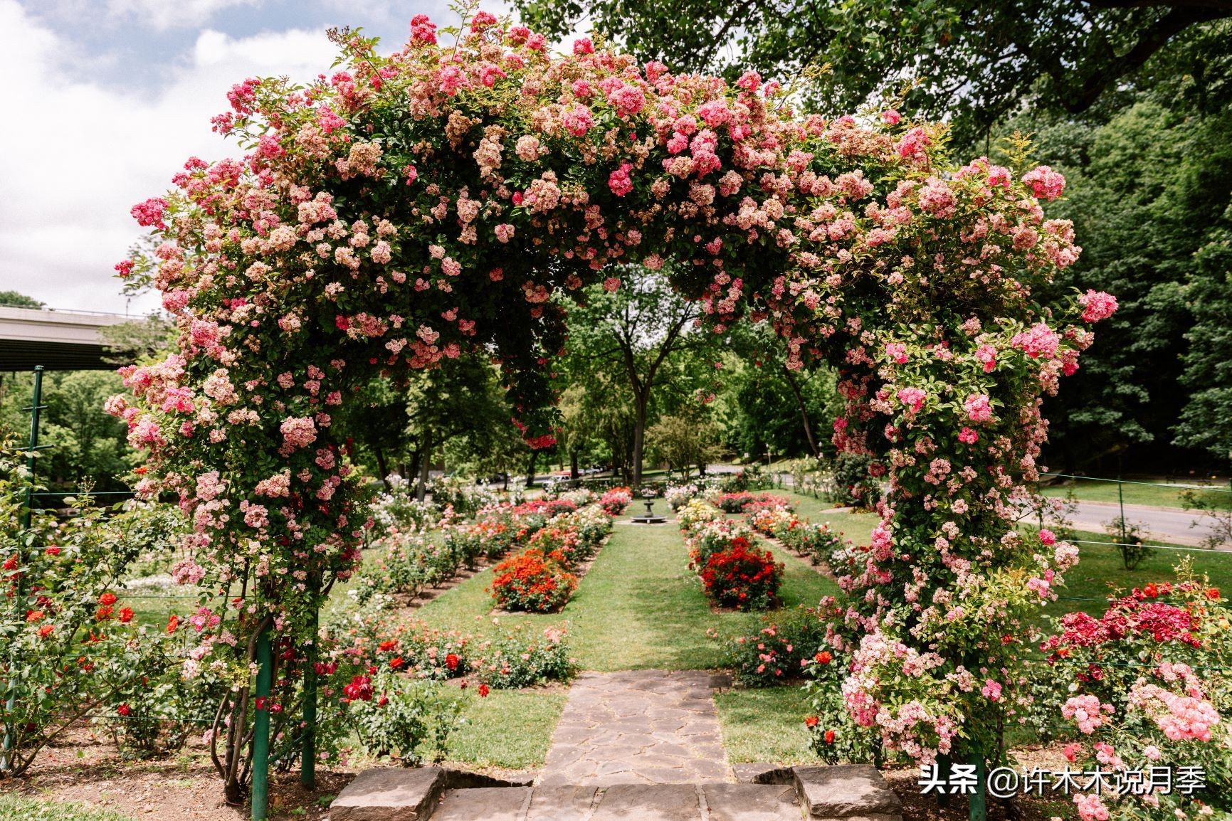 适合阳台养的月季品种推荐,盆栽月季哪些品种比较好养