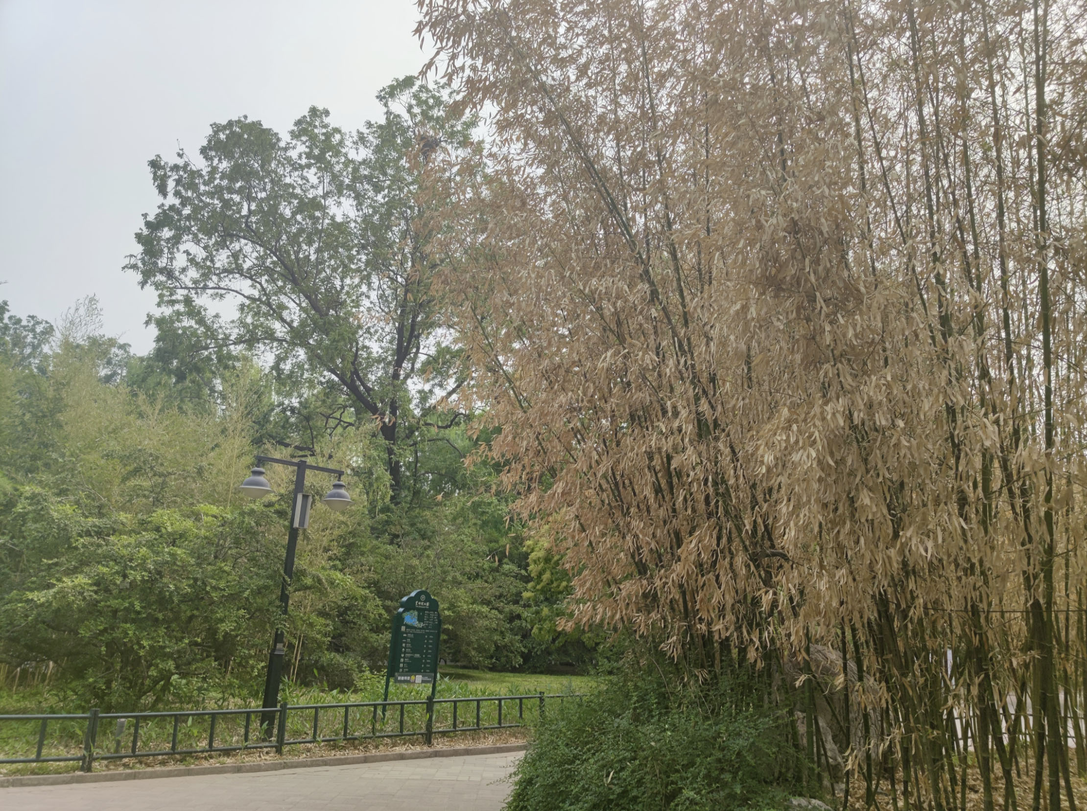 北京紫竹院观赏竹子的最好季节,紫竹院公园有几种竹子