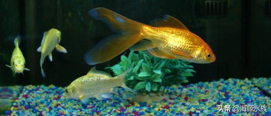 养鱼的硝化菌哪个好用,新手养鱼硝化细菌是必须买的吗