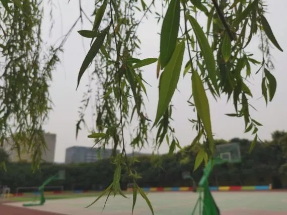 武侯k12,成都k12民办中学