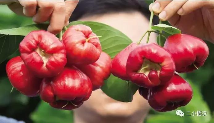 进口高端水果种植,种植技术难经济效益高的水果