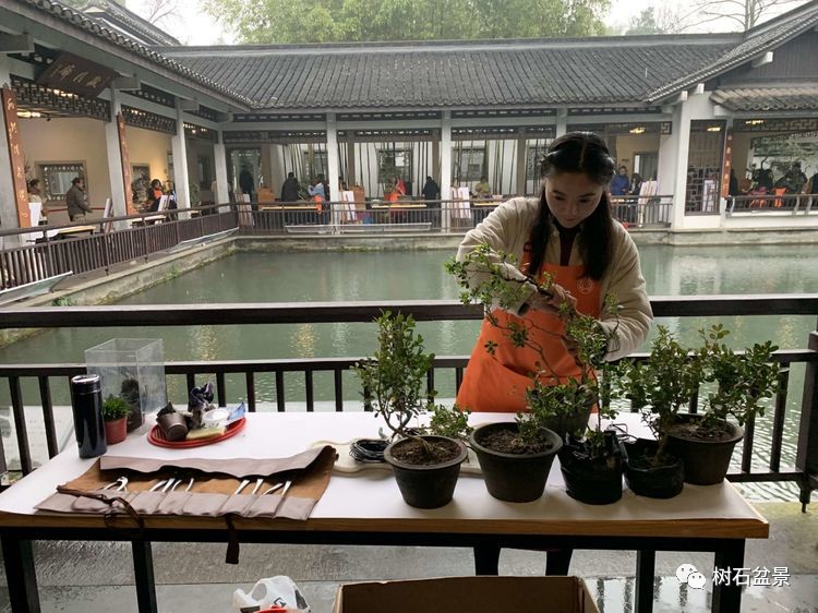 杨派盆景传承人,杨派盆景非遗传承人