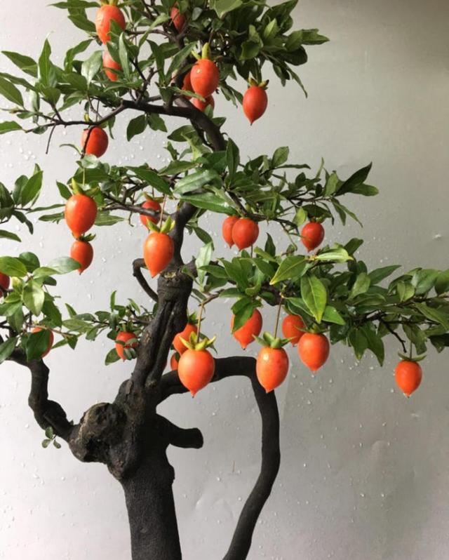 十大吉祥花,十大旺宅吉祥花