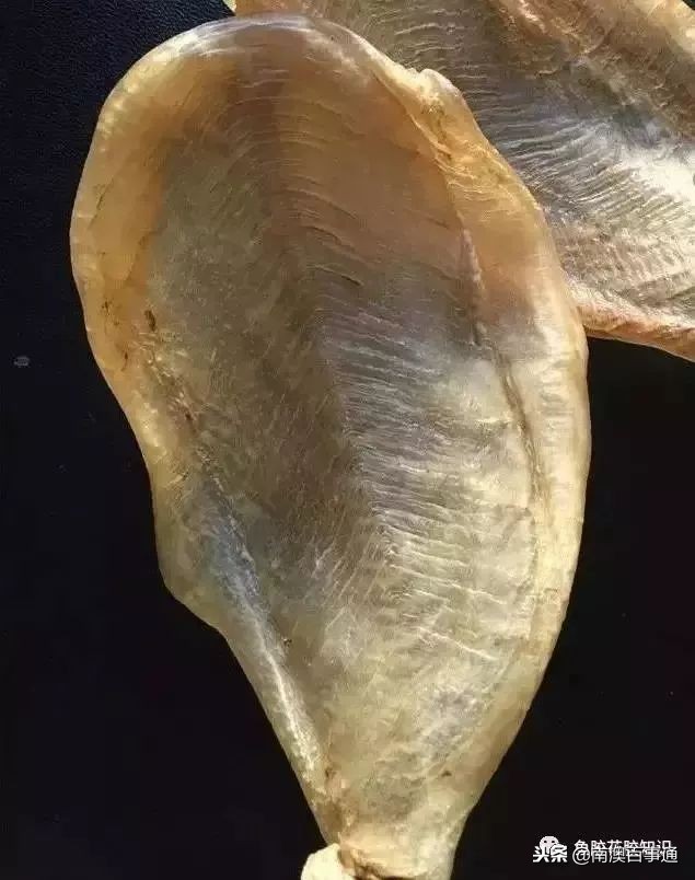 涨知识!鱼胶种类大全,不看亏大了!