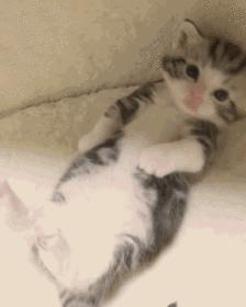 猫咪生产的当天要注意的事项,猫咪生产注意事项