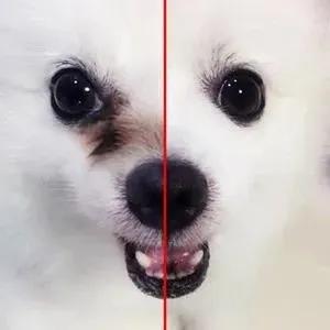 解答宠物问题,关于宠物的问题和答案大全