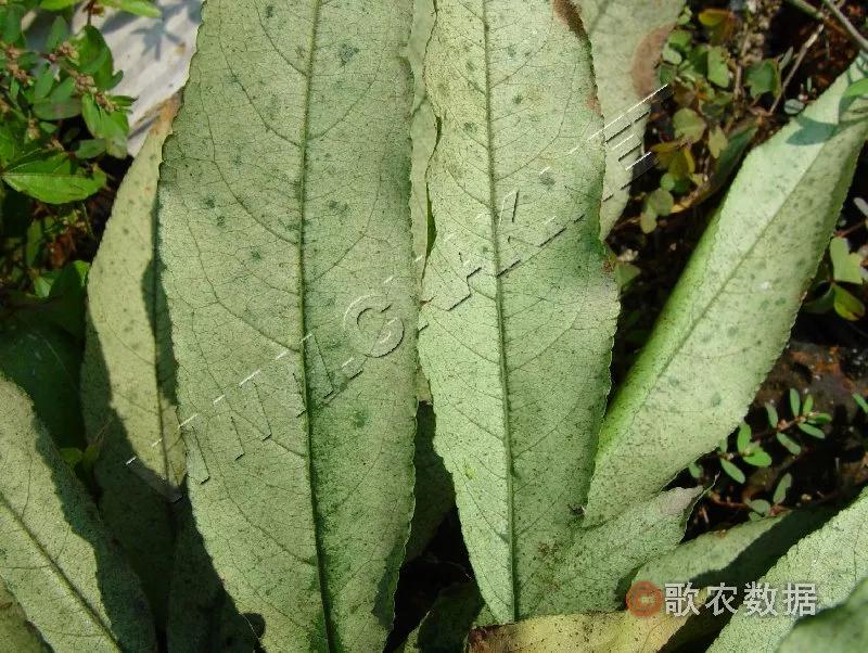 樱桃的常见病虫害及防治方法,樱桃虫害最佳防治方法