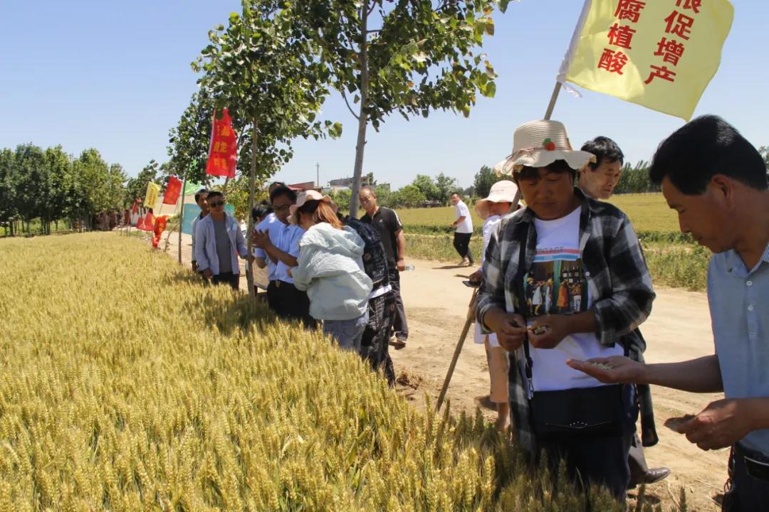 中仁含菌复合肥,中微量元素肥料让您放心省心