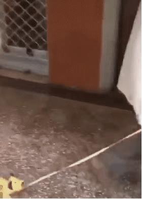 这些软硬不吃扮成狗也要出门浪的人，终于开始“StayHome”了