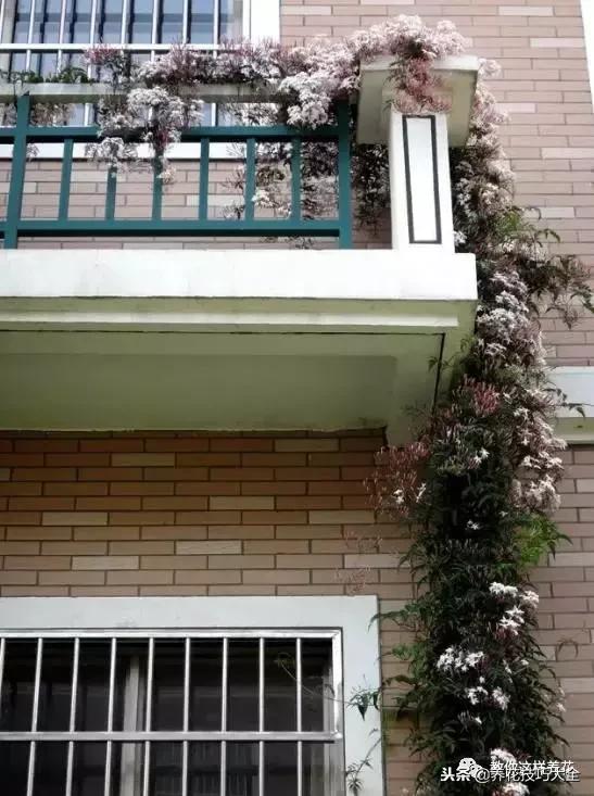 香味最好闻的十种花,一年四季都能闻到香味的四种花