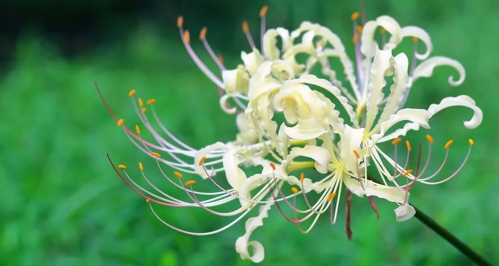 灵魂摆渡曼珠沙华的结局,灵魂摆渡的旁白曼珠沙华