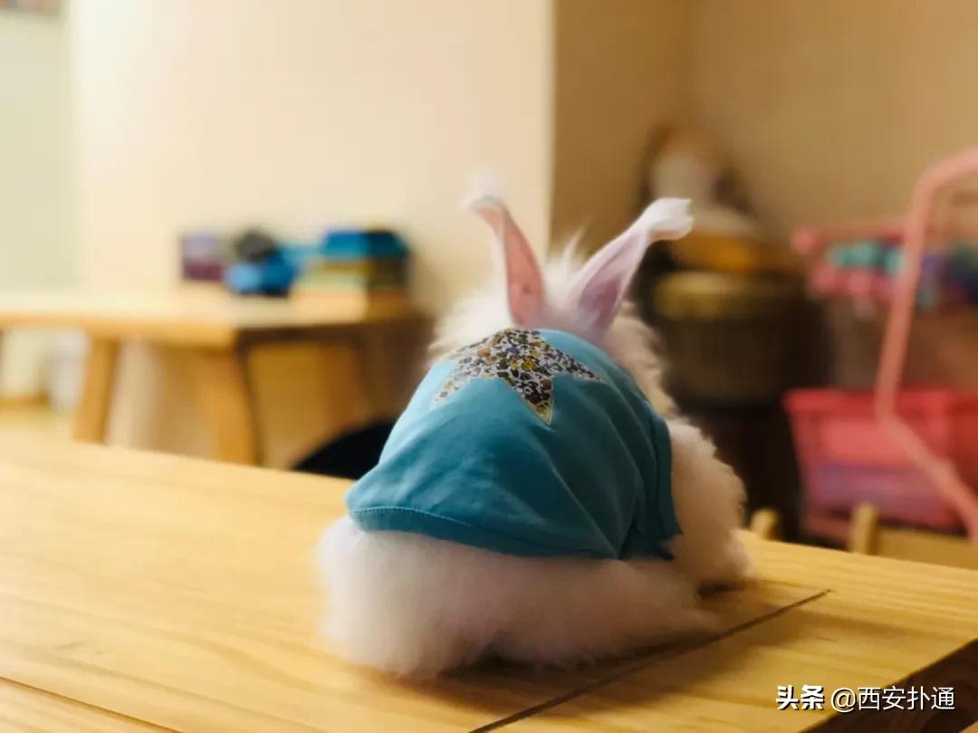 西安有哪些可以撸兔子的店,西安撸兔子的店