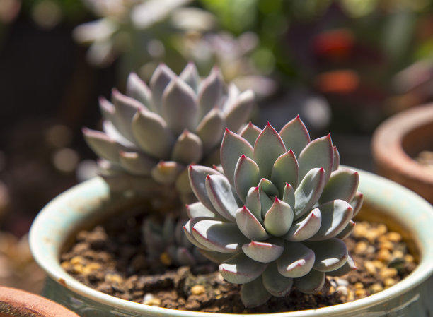 最好养的多肉品种介绍,多肉该怎么养才好