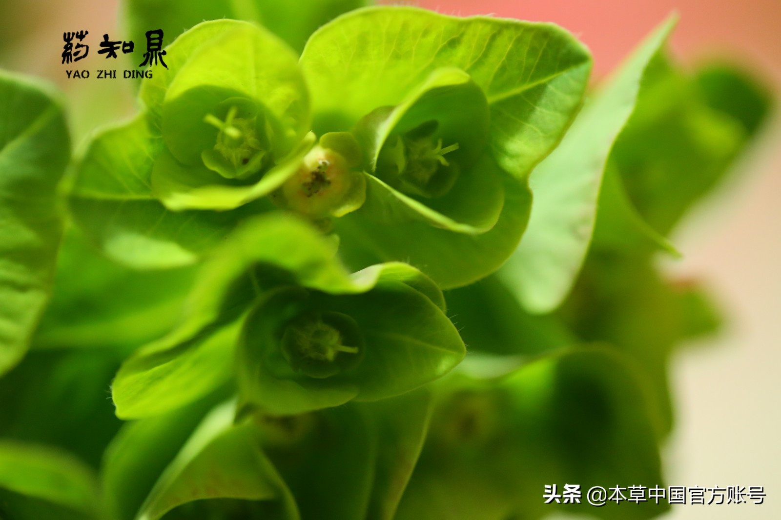 【本草百科·药知鼎——狼毒】花美却是恶毒之药，杀飞鸟走兽