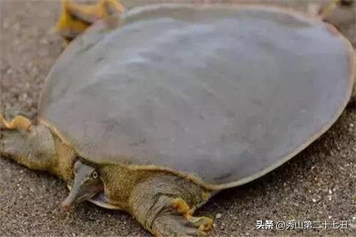 巴西龟能与剃刀一起饲养吗,最大的乌龟是棱皮龟还是巴西龟