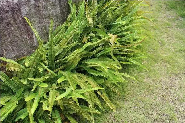 此物十分珍贵，若生长在你家墙角，别拔除价值大