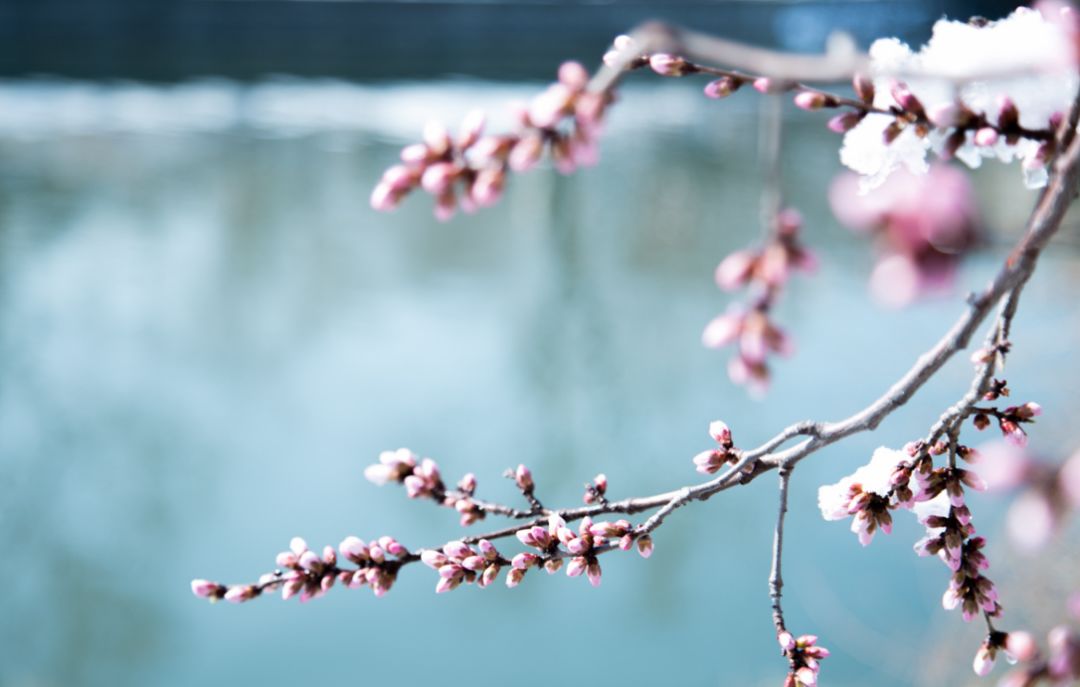 「诗词鉴赏」春雪正纷纷,古诗词里的春雪,纷纷扬扬