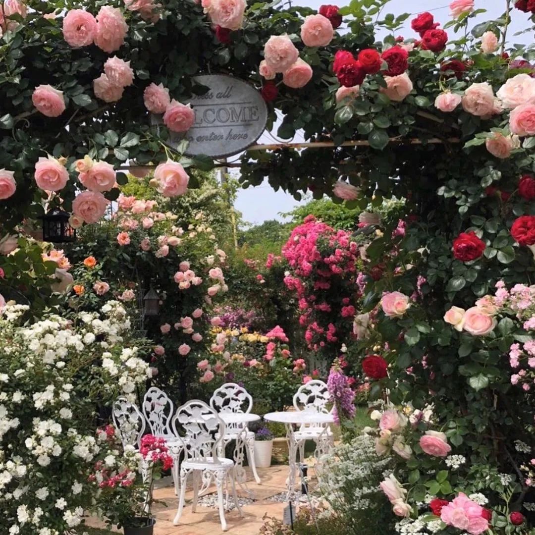 太毒了！“别人家”的月季花园，美到让人窒息