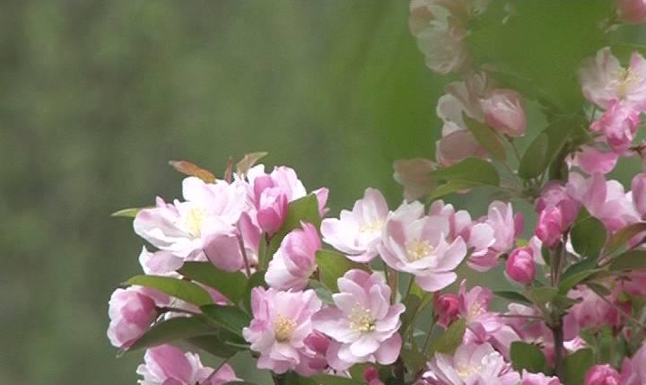 春暖花开过敏预防科普,春暖花开容易过敏怎么办