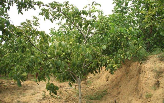 核桃价格低咋办,怎么破解核桃价格低迷的困境