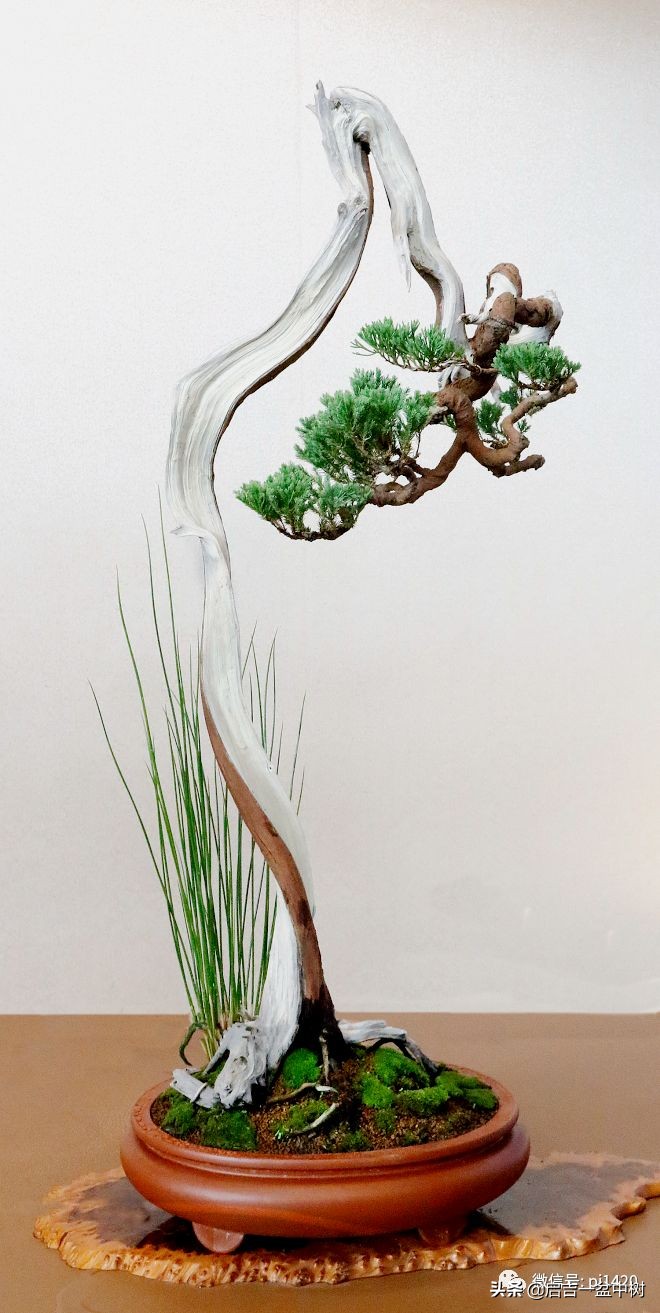 盆景跌价,盆景跌枝怎么解决