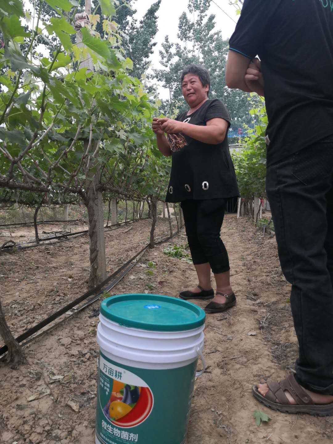 怎样能让果子增甜,如何让果子甜着色