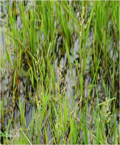 水草常见问题,常见鱼缸水草