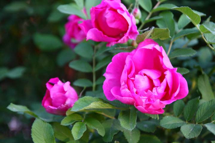 庄子二则优秀教学设计,八年级庄子二则教案