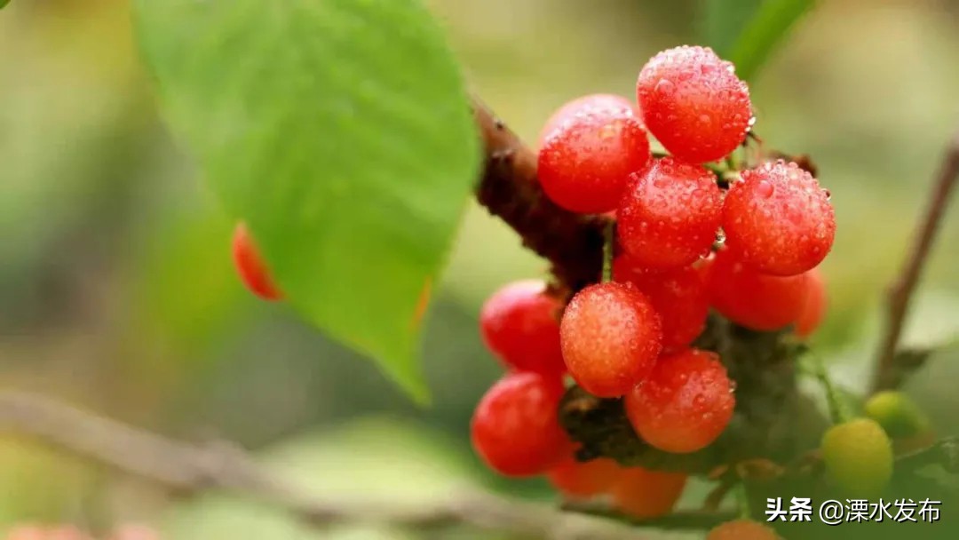 快收藏!溧水两条春日宝藏线路来了~