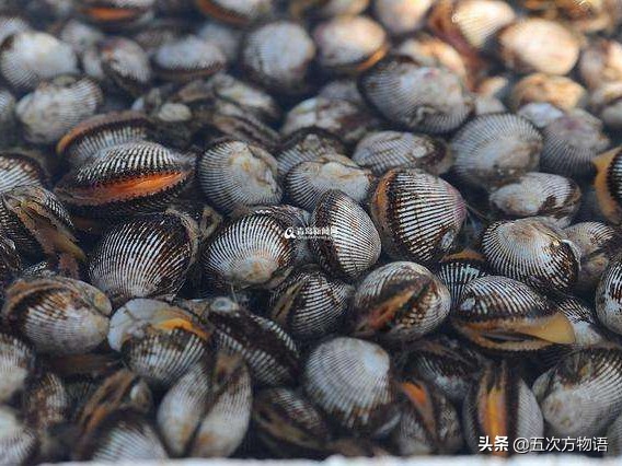 87年上海甲肝流行原因,上海毛蚶体内的甲肝病毒来源