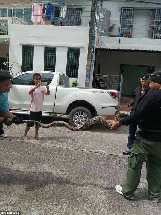 泰国男子如厕被蟒蛇咬伤,马桶里突然钻出一条蛇