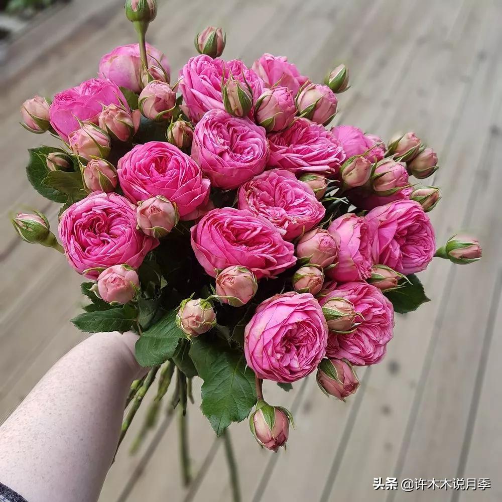 月季应该怎么浇水,月季的浇水注意事项