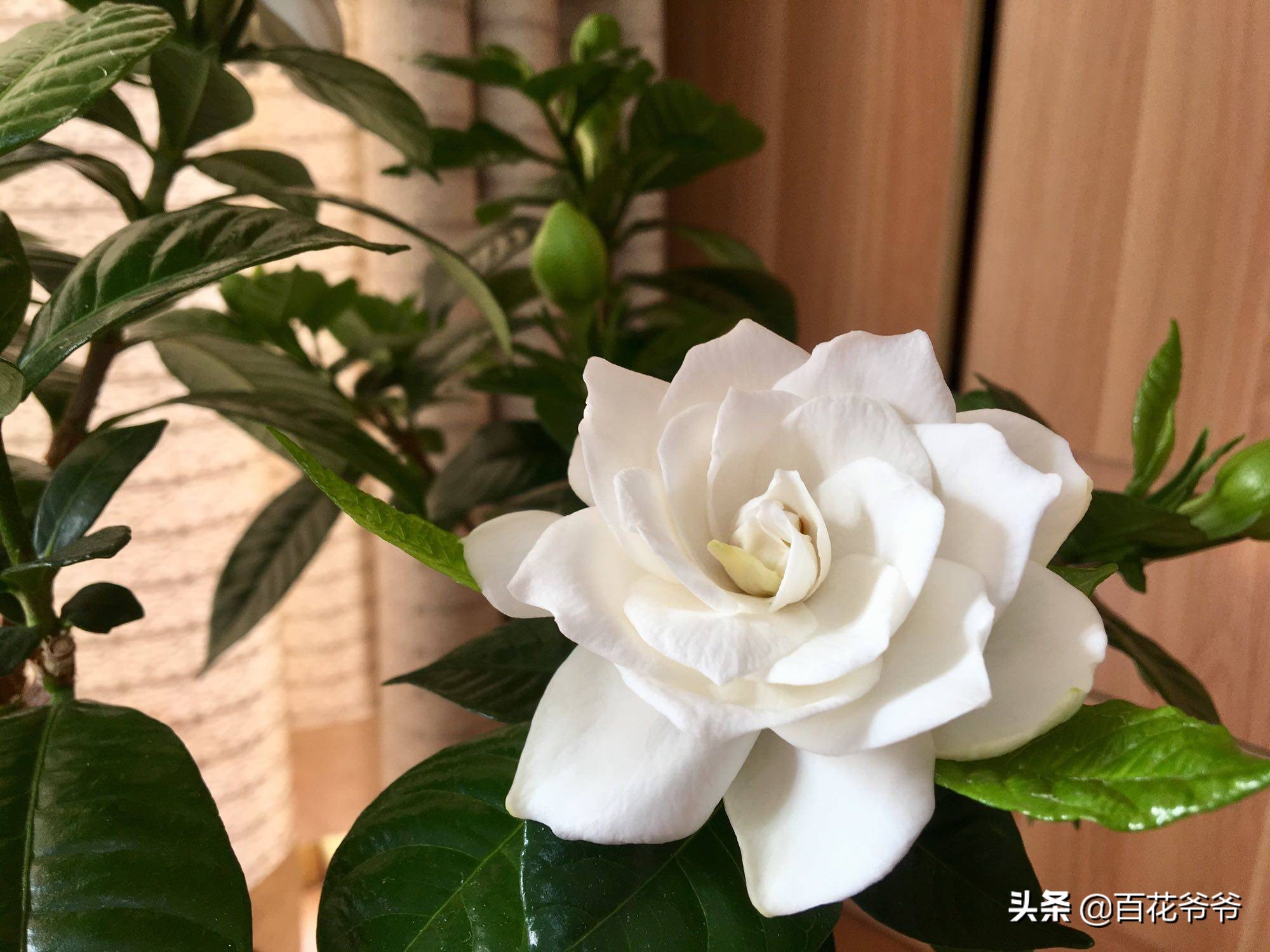 吸甲醛最好的10种花,这几种花是甲醛克星赶紧看看