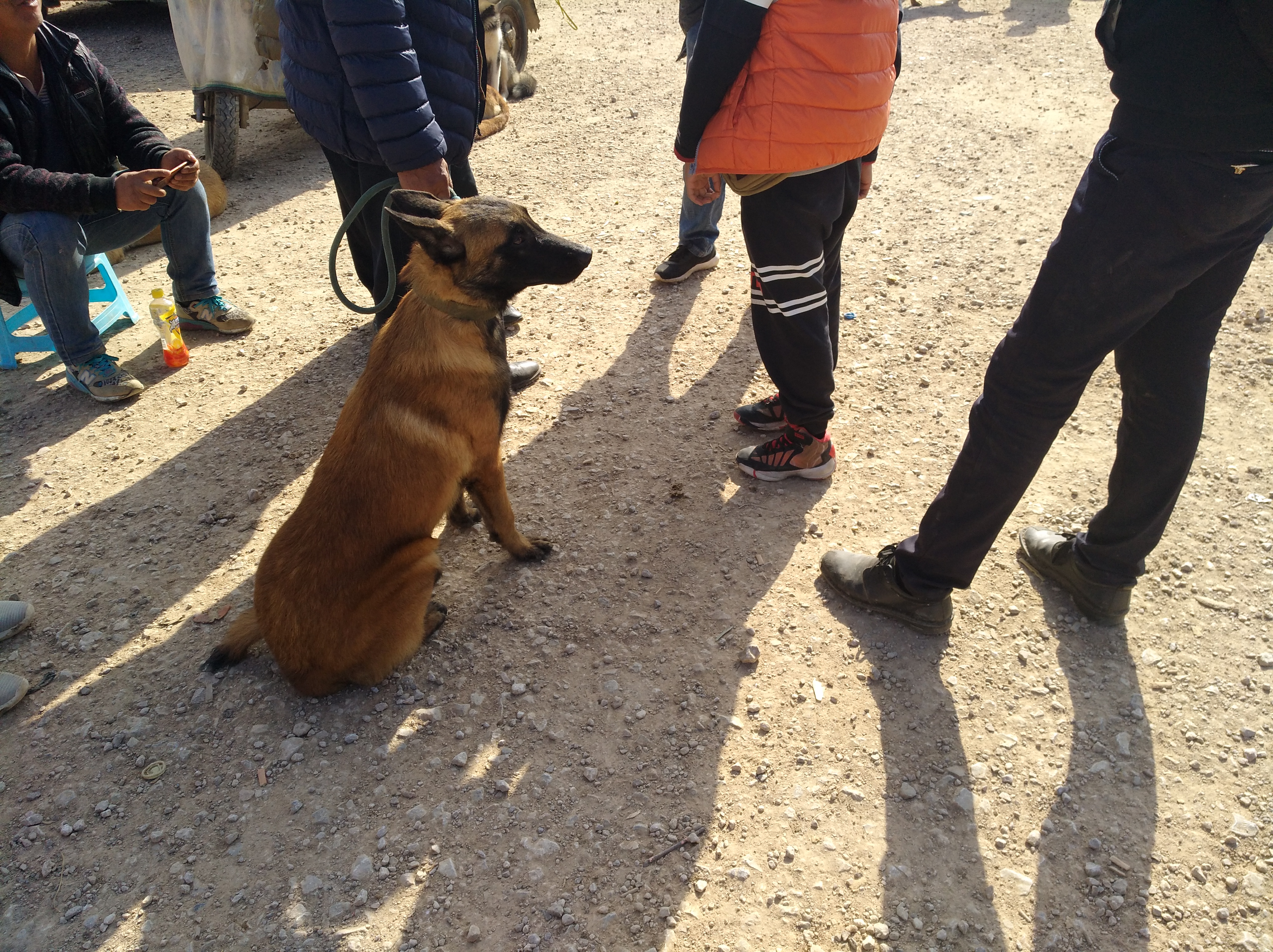 马犬有不训练天生就会很乖的狗,不养不知道原来马犬可以这么优秀