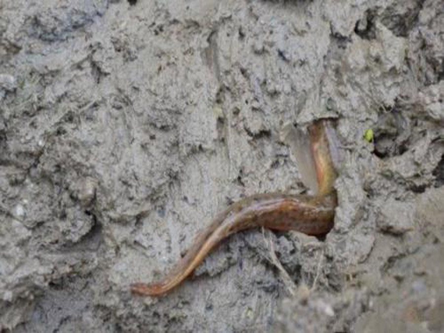 乡愁里的泥鳅，挖黄鳅和吃泥鳅的乐趣，都成为永远的美好记忆了