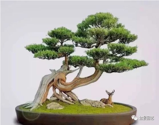 有哪些经典盆景树种,最值得收藏的六种盆景树种是哪些