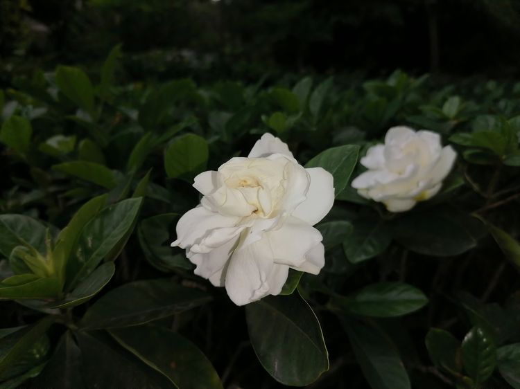 栀子花怎么养花骨朵才多,栀子花要怎么养才能把它养好