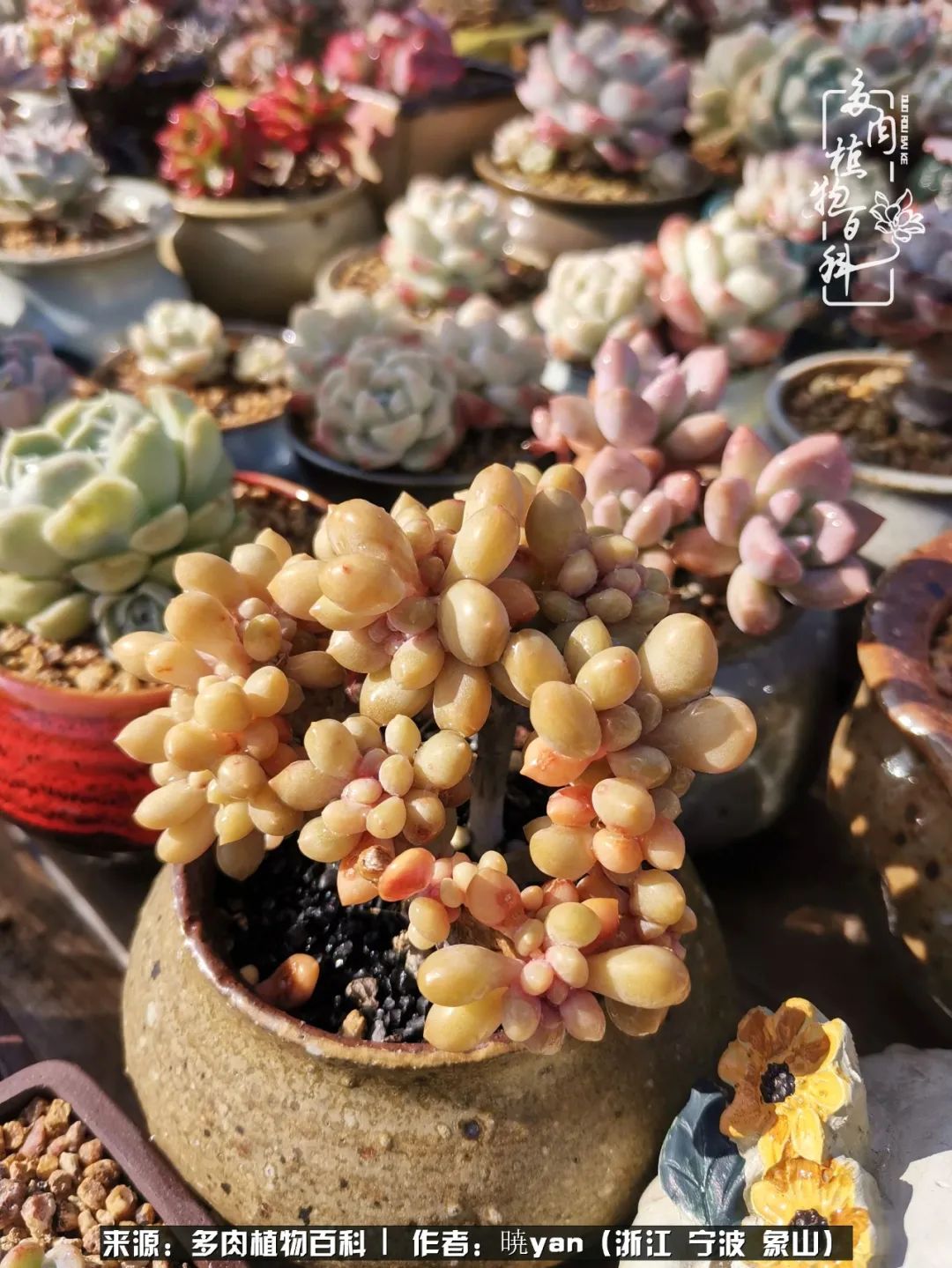 多肉初级入坑者,入坑多肉