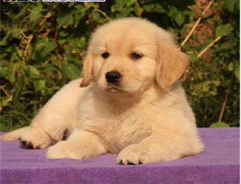 十大最值得养的宠物狗排名,最受欢迎的宠物狗排行