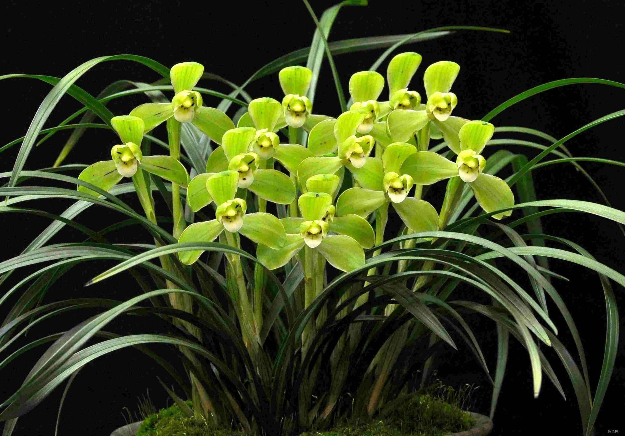 什么兰既好养开花又香,最好养的兰花四季兰介绍