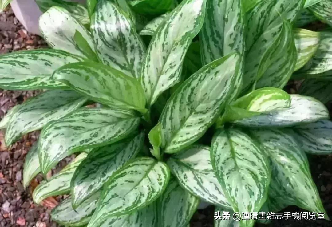 100种常见花卉植物图谱,100种花卉素描图谱