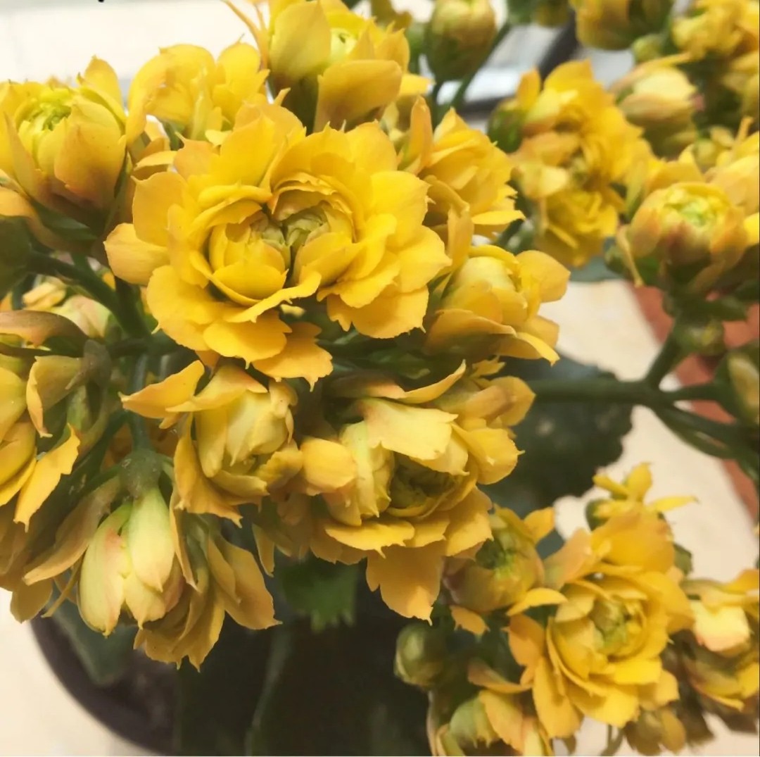 长寿花单瓣品种大全,长寿花100种颜色图片