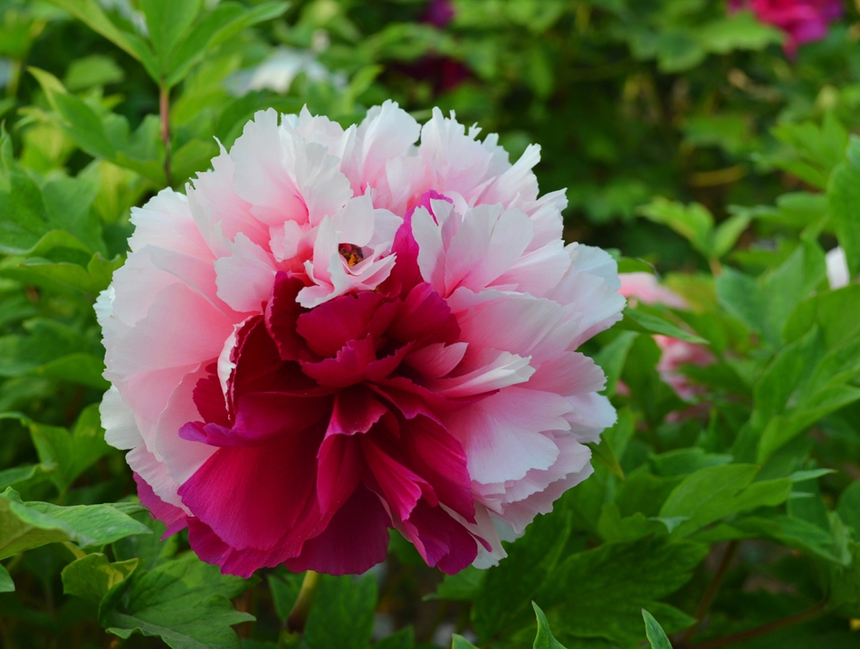 牡丹,熟悉而陌生——“花王”的前世今生,带你重新认识牡丹