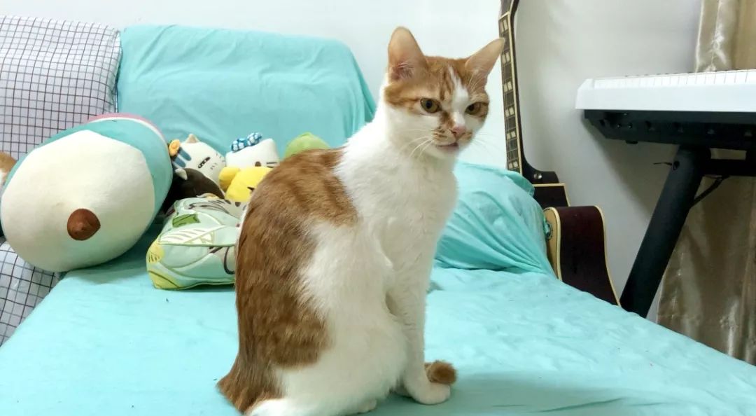 猫咪拉肚子是什么原因引起的呢,两个月的猫咪呕吐拉肚子什么原因